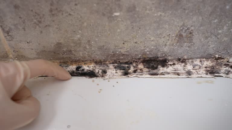 Mold Remediation for Rental Properties in Elk City, OK